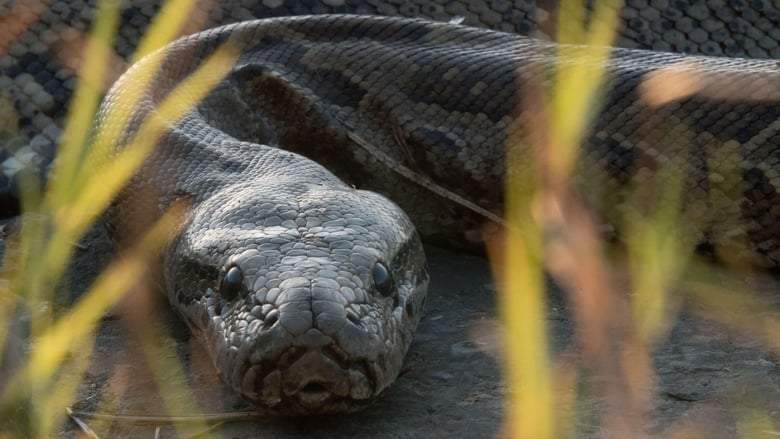 Queen Of The Pythons (2019)