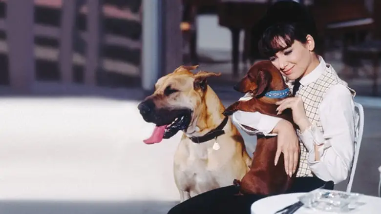 The Ugly Dachshund (1966)