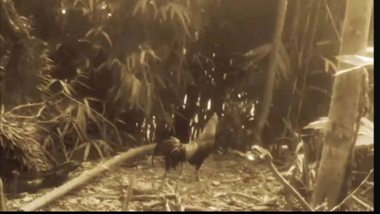 Filter Odyssey (2026)