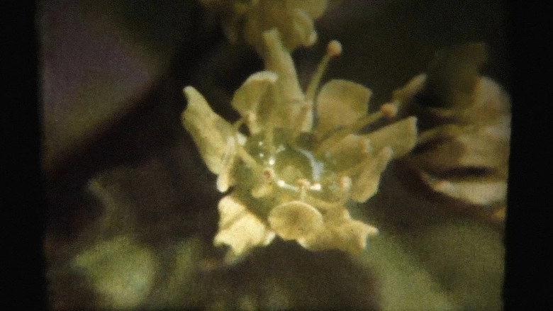 Adagio (2024)