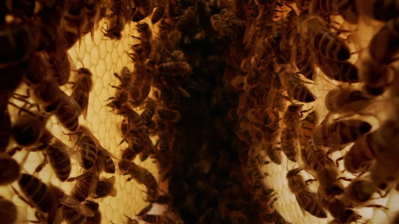A Bee's Diary (2020)