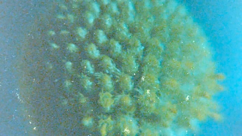 Late Anthropocene (2016)