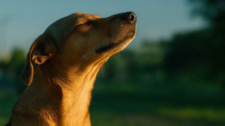 Caju, Meu Amigo (2026)