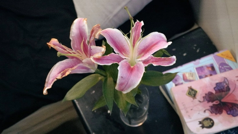 Lily (2026)