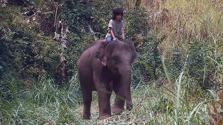 My Lucky Elephant (2013)