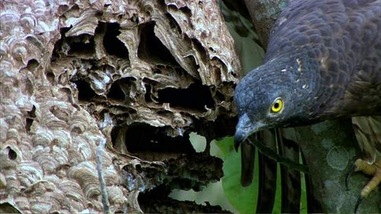 The Oriental Honey Buzzards Of Ninety-nine Peaks (2011)