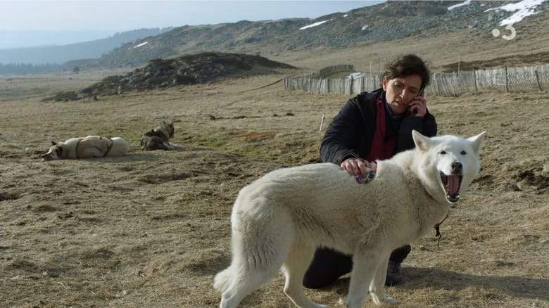 La Doc Et Le Veto : En Chiens De Faience (2024)