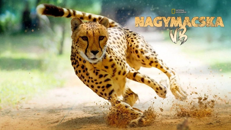 Big Cat Games (2015)