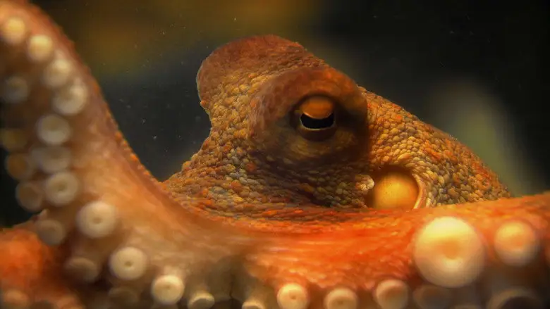 The Life And Times Of Paul The Psychic Octopus (2012)