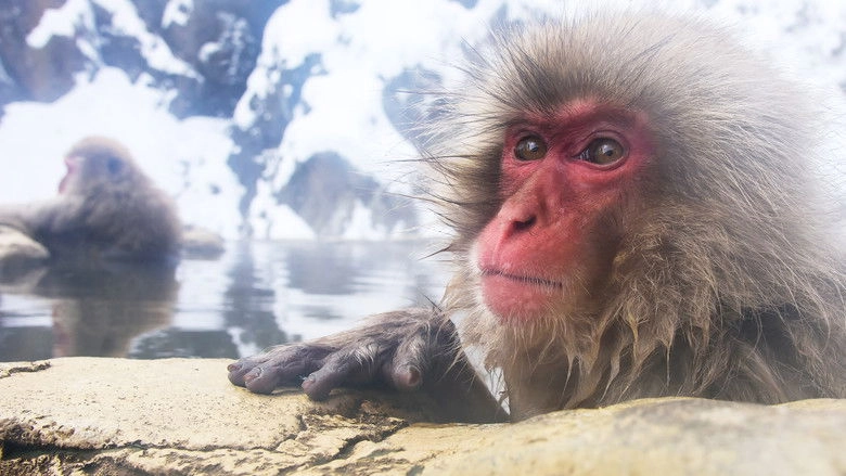 Snow Monkeys (2014)