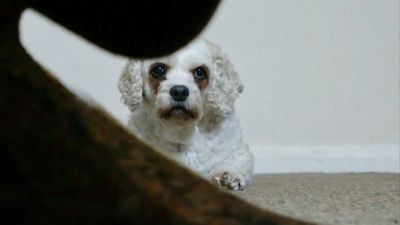 Dog Noise (2025)