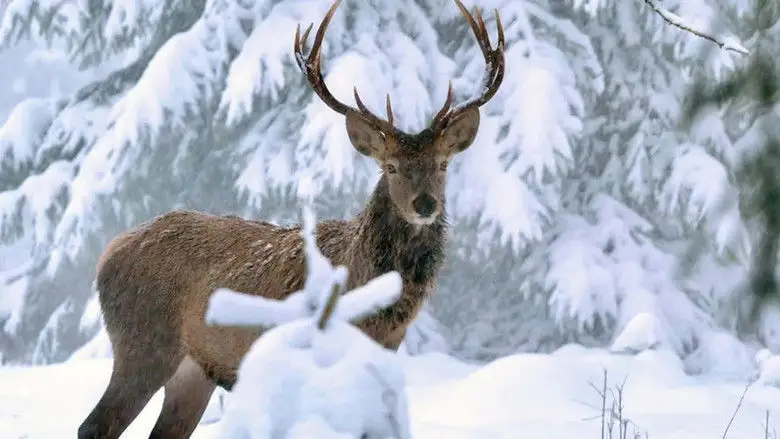 Winter Am Alpenrand (2022)