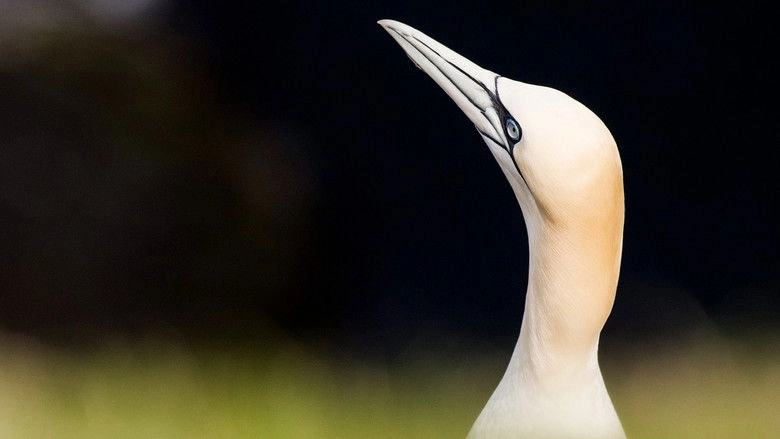 Wild Shetland: Scotland's Viking Frontier (2019)