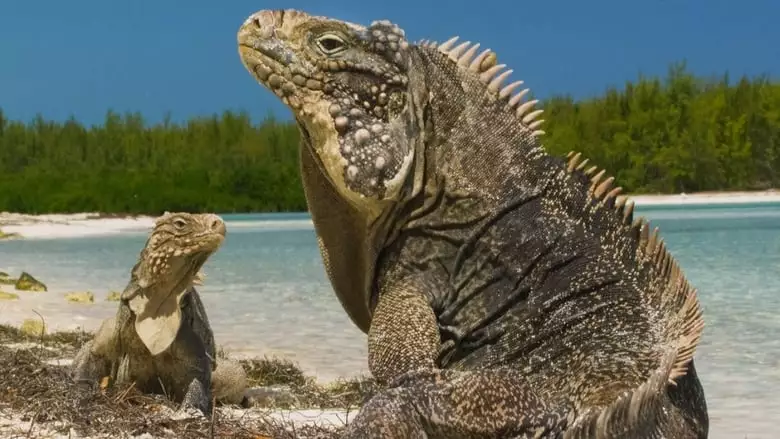 Cuba, Revolution Sauvage (2019)
