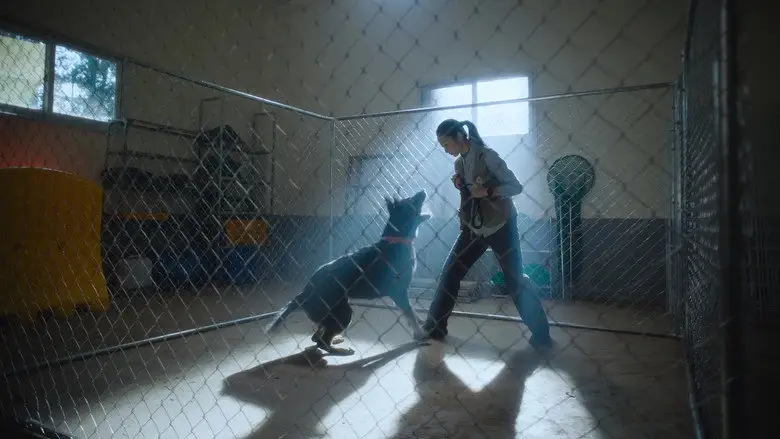 Wrangler (2026)