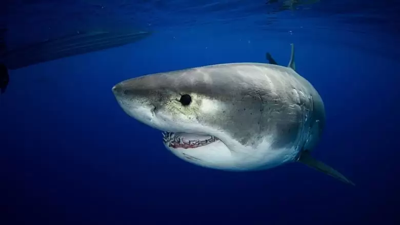 Great White Vs Tiger Shark (2022)