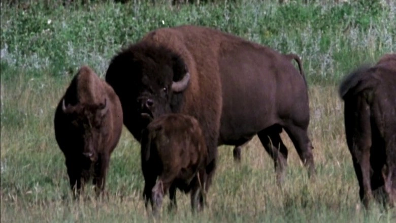 The Great Buffalo Saga (1985)
