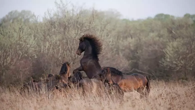 Untamed Romania (2018)