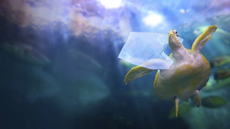 Sea Of Plastic (2020)