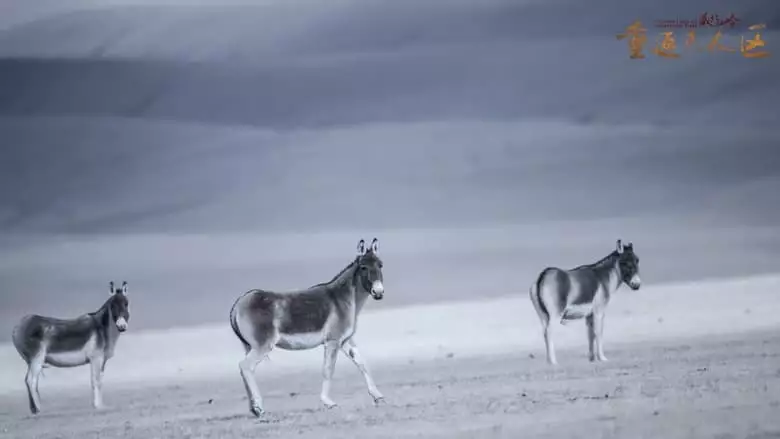 The Hidden Land: Back To No Man's Land In Northern Tibet (2018)