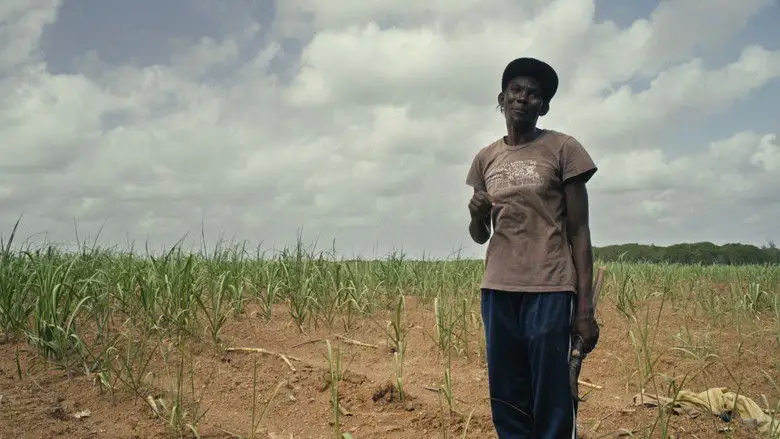 Sugar Cane Malice (2021)