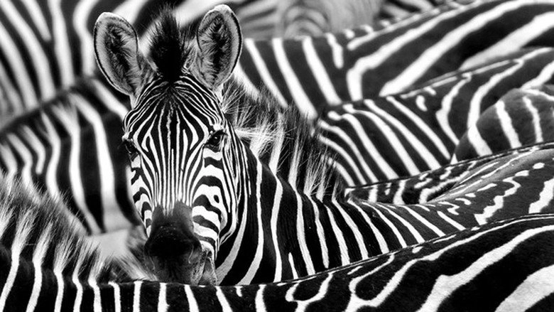 Zebre, Une Vie Haute En Couleur (2022)