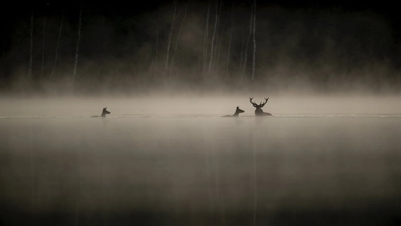 Le Chant Des Forets (2025)