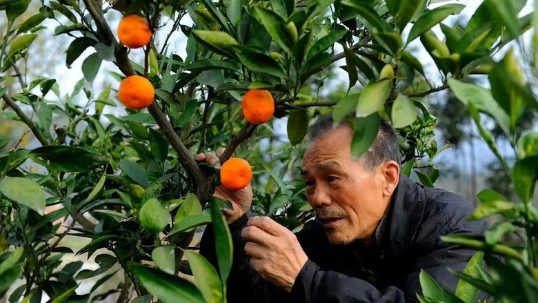 The Orange Tree And The Boy (2015)