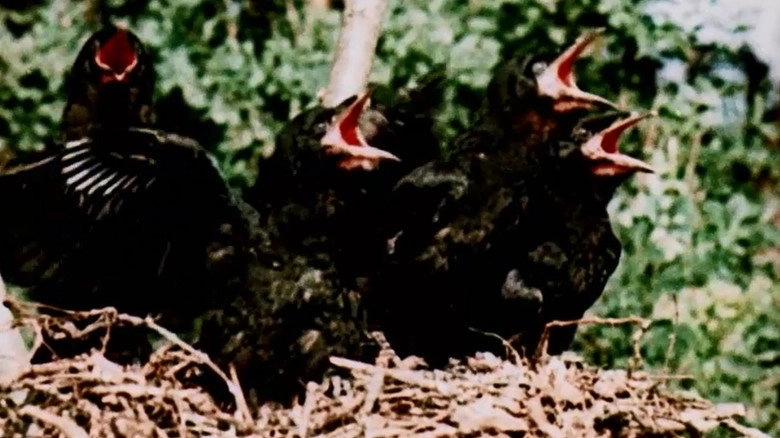 Gyongyviragtol Lombhullasig (1953)
