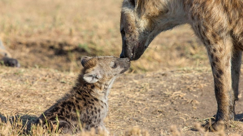 The Hyena Clan (2021)