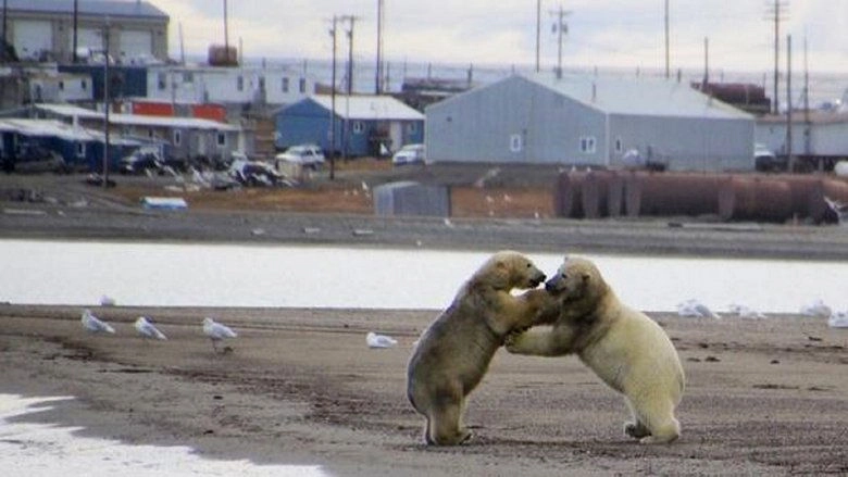 The Great Polar Bear Feast (2015)