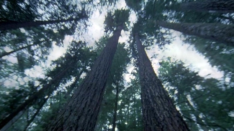 Another Side Of The Forest (1974)