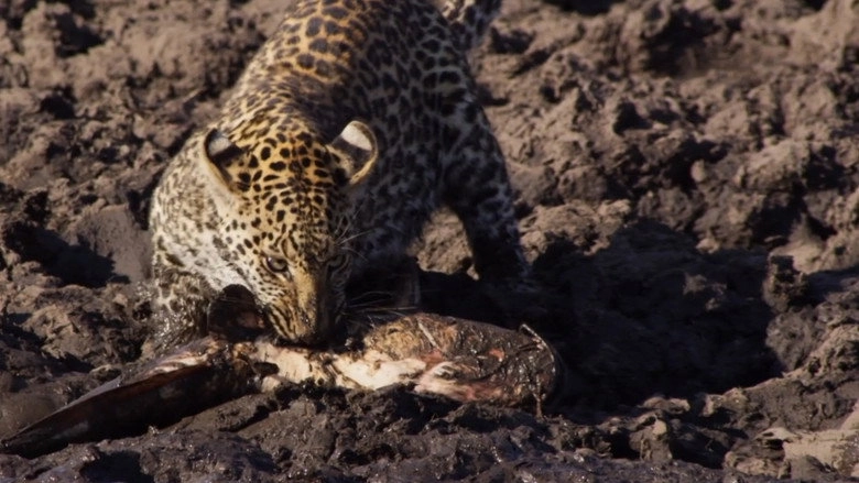 Africa's Fishing Leopards (2015)