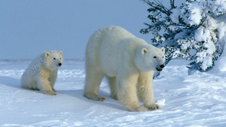 Attenborough Explores... Our Fragile World (2007)