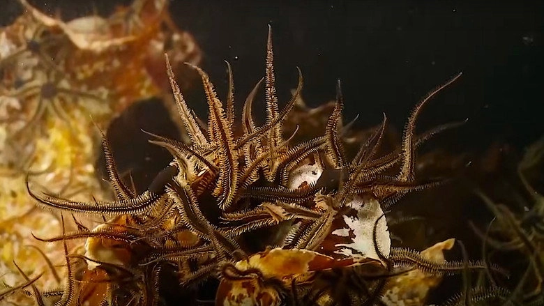 Alien Reefs (2012)