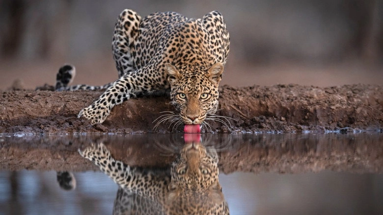 Mashatu: Land Of Leopards (2024)