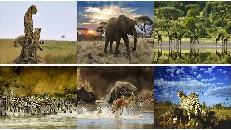 Serengeti (2011)