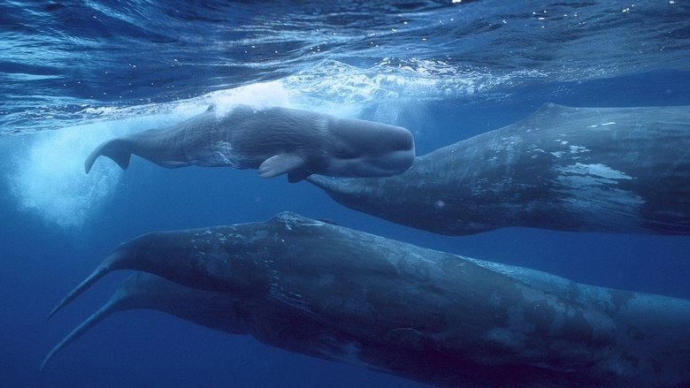 Giants Of The Deep Blue (2017)