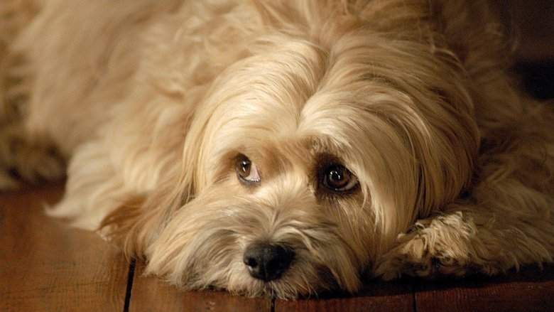 For The Love Of Benji (1977)