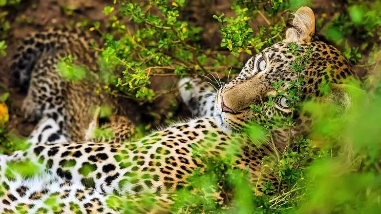 Die Leopardin (2020)