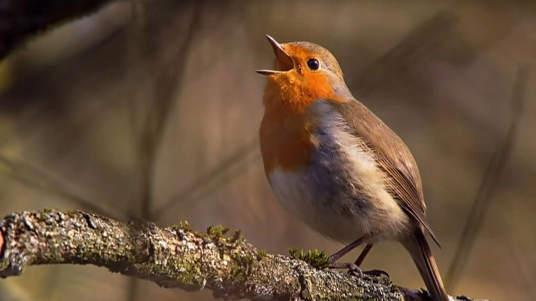 Springtime Stories (2015)