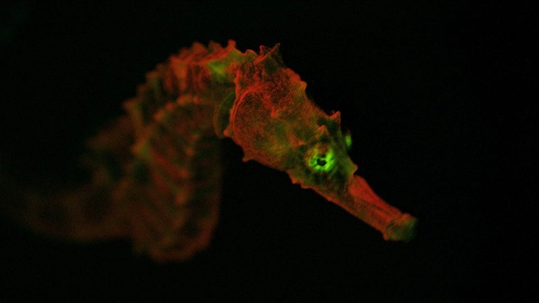 Creatures Of Light (2015)