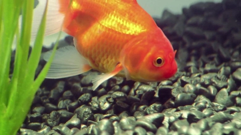 Goldfish (2008)