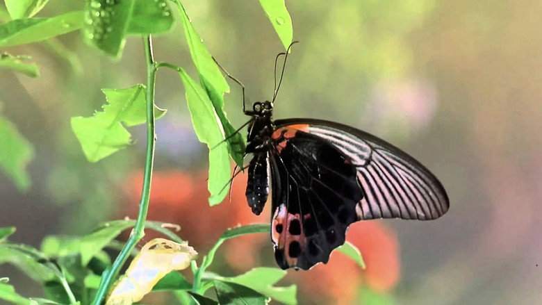 Bugs! (2003)