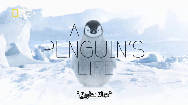 A Penguin's Life (2013)