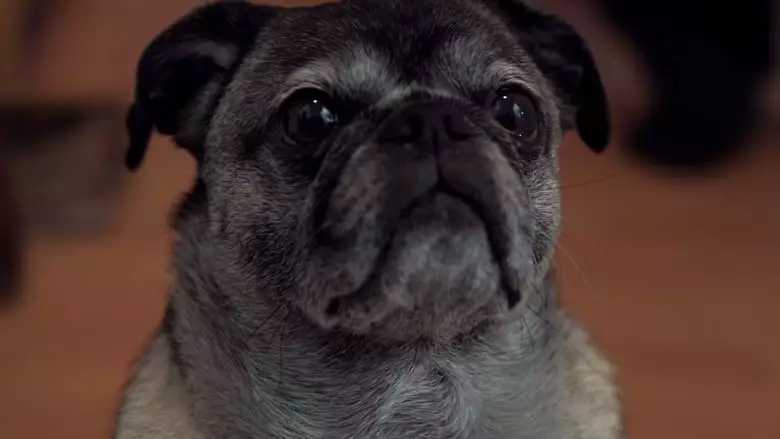 Daisy (2016)