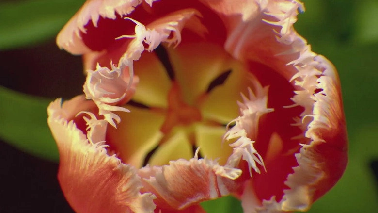 The Tulip Bubble (2013)