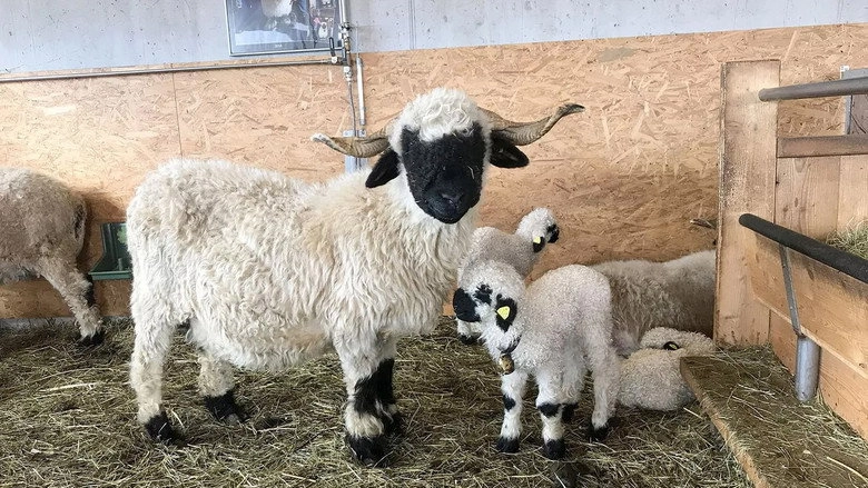 Das Schonste Schaf Im Wallis (2022)