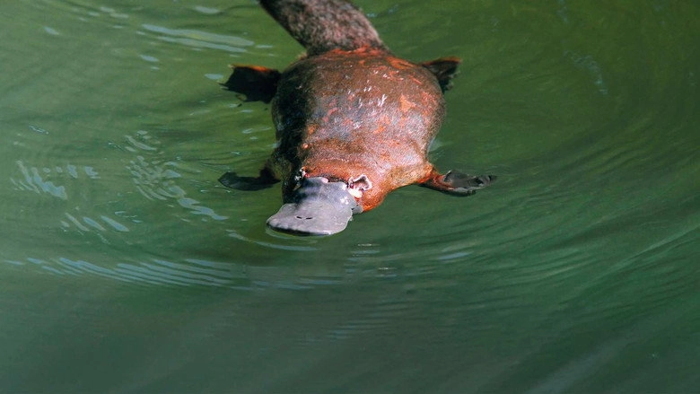 Platypus: World's Strangest Animal (2003)