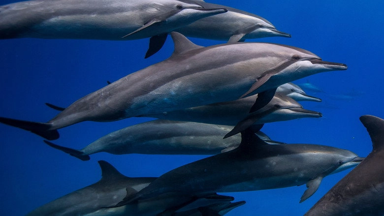 Brasil Azul (2022)